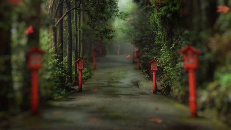 beauty in nature, leaf, old, nature, urban Scene, green Color, the way forward, forest, selective focus, depth of field, leaves, landscape, tranquil scene