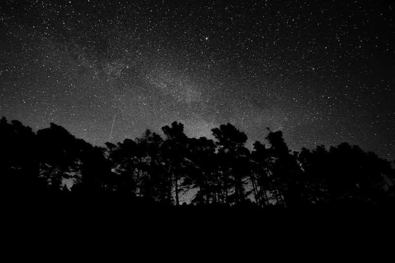 tranquil scene, low angle view, nature, night, star, plant, evergreen, star - space, tranquility, blackandwhite, dreamy, trees, silhouette, space, 5K
