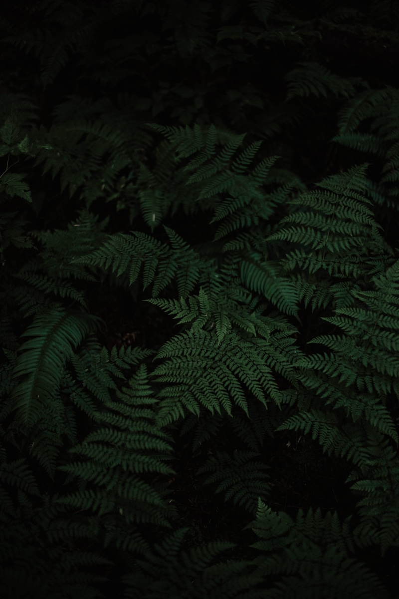 closeup, no people, backgrounds, texture, natural, growth, day, black, outdoors, wilderness, botany, plant, photography, green