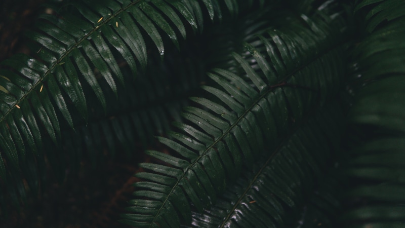 macro, no People, day, black Color, nature, abstract, leaf, selective focus, pattern, tropical climate, textured, full frame, beauty In Nature, backgrounds