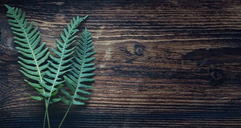 natural pattern, negative space, 1080P, leaf, leaves, pattern, wood - Material, backgrounds, high angle view, table, nature, boston, plant, fern plant
