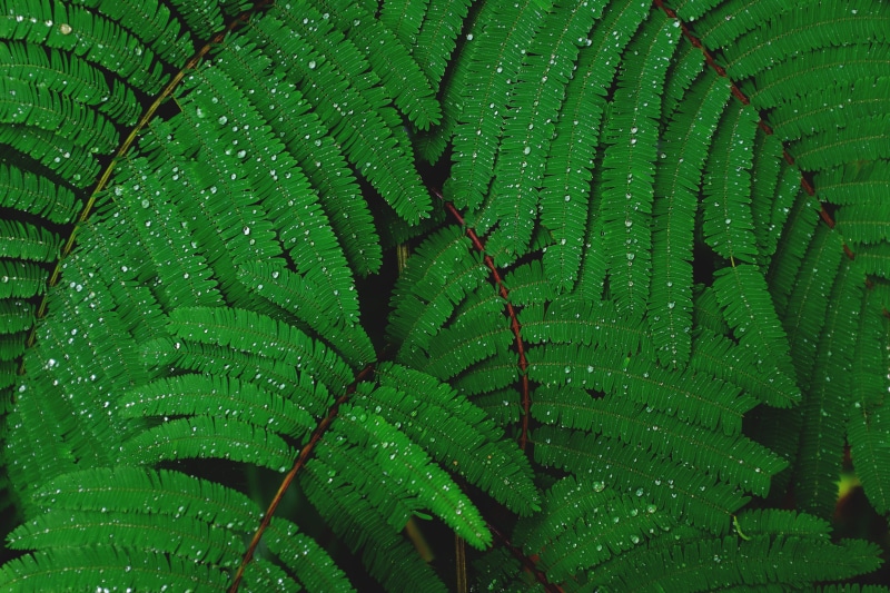drop, water, purity, plants, growth, leafed, 4K, forest, outdoors, abstract, natural pattern, macro, plant, botany, beauty In Nature, textured, dew, rain