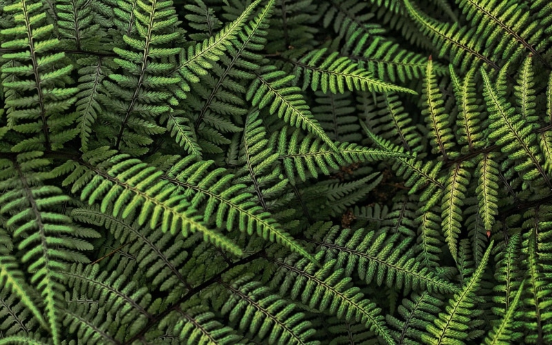 botany, day, backgrounds, plants, plant, leaves, ferns, nature, 1080P, leaf, growth, plant part, freshness, high angle view, pattern, close-up, full frame