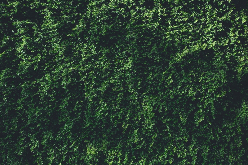 beauty in nature, green leaf, lush foliage, full frame, textured, freshness, black, forest, grass, pattern, leaves, tranquility, branch, leaf, tree, day