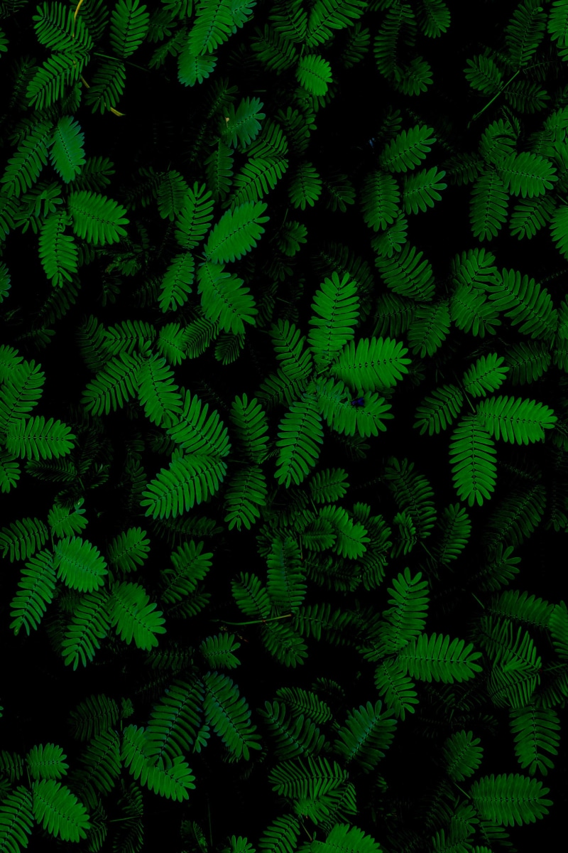 plants, leaf, plant part, green leafe, leafed, tree, texture, close-up, full frame, vibrant, abundance, day, pattern, no people, green, dark