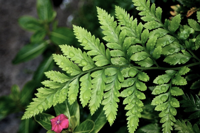 green Color, green, 720P, leaf, freshness, top, photography, leave, close-up, Fern, plant, nature, water, on top, green  plant, growth