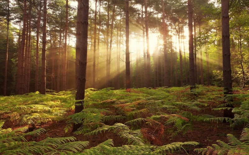 nature, morning, summer, leaves, lush Foliage, trees, vibrant Color, forest, beauty In Nature, growth, light - Natural Phenomenon, tree, fantasy, wilderness Area