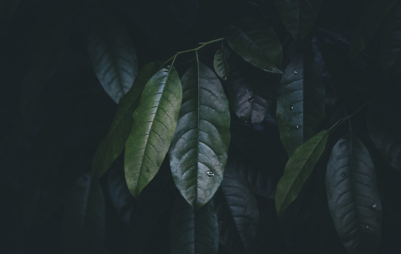 plant, tree, food and drink, nature, photo, natural pattern, plant part, green, leaf vein, botany, selective, grow, leaf, green tree, 4K, forest, leaves