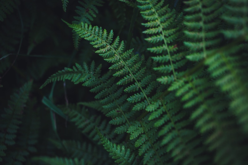 green, closeup, environment, photography, botanical, rainforest, green Color, tree, focus, textured, leaf, dark, leafe, backgrounds, fern, beauty In Nature