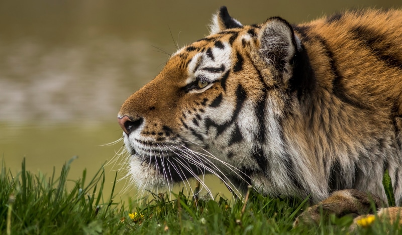 big cat, one animal, animals in the wild, animal head, 4K, no people, grass, carnivora, vertebrate, animal themes, animal, tiger 4k background desktop computer