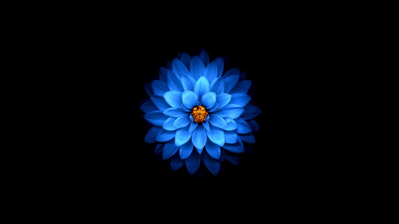 growth, nature, copy space, flower head, blue, petals, freshness, fragility, black background, petal, plant, no people, beauty in nature, dahlia