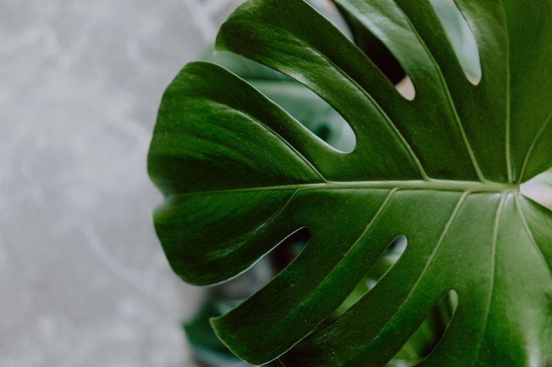 botany, 4K, philodendron, monstera, plant part, leaf, green color, background, dark, green, leaf vein, greenery, growth, water, tropical climate, nature