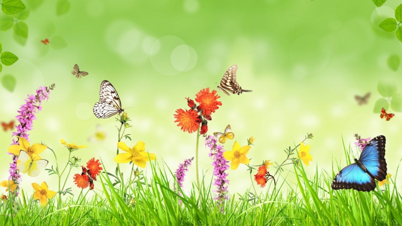 print, Green, Design, Background, Flowers, swallowtail, cabbage, morpho, Grass, 4K, Spring, Creative, Butterfly, white, tiger