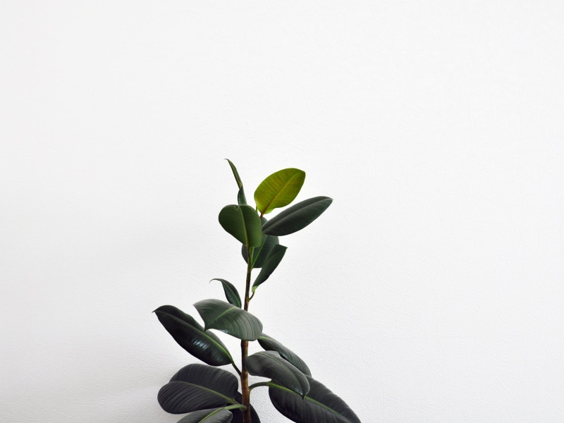 white, interior design, growth, studio shot, minimal, background, indoors, green color, plant stem, rubber plant, flowering plant, plant part, painted