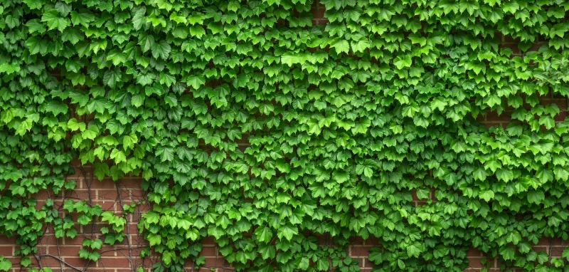 green Color, beauty in nature, texture, freshness, spring, full frame, backgrounds, pattern, wall, leaf, outdoors, vine, green, the leaves, building exterior