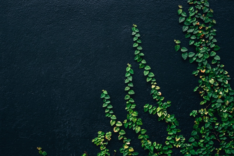 no people, plant, vine, beauty in nature, black background, close-up, architecture, 4K, wall, black, nature, leafe, plant part, built structure, green
