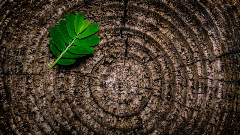 4K, macro, green leaf, no people, nature, plant part, day, tree-ring, close-up, abstract, textured, wooden, leaf, leaves, tree, beauty in nature, pattern