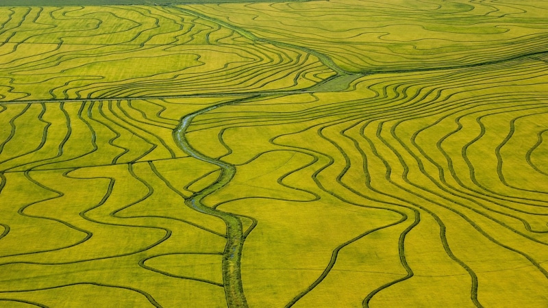 rural scene, 1080P, agriculture, rice - cereal plant, black, landscape, yellow, aerial view, full frame, tranquil scene, field, rice paddy, scenics - nature