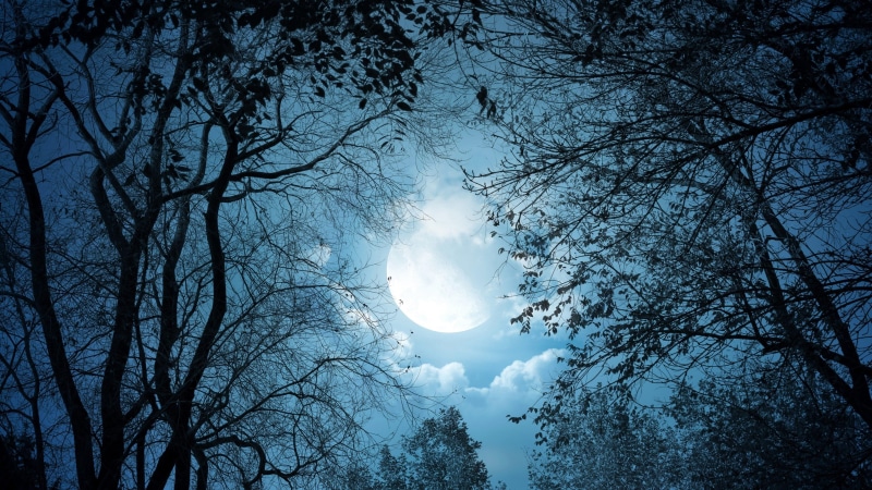 tranquil scene, outdoors, plant, tree, winter, moon, trees, 4K, tree canopy, nature, moonlight, no people, scenics - nature, low angle view, night, tranquility
