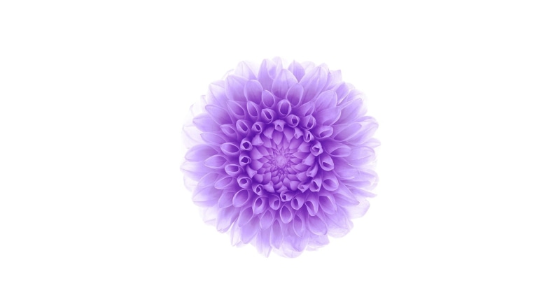 inflorescence, Flower, flower head, studio shot, Apple, pink color, purple, Computers, White, copy space, clustered, white background, vulnerability, ios