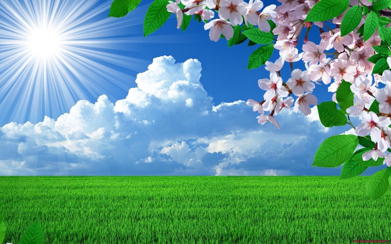 sky, landscapes, background, landscape, trees, 2K, spring, images, flowers, nature