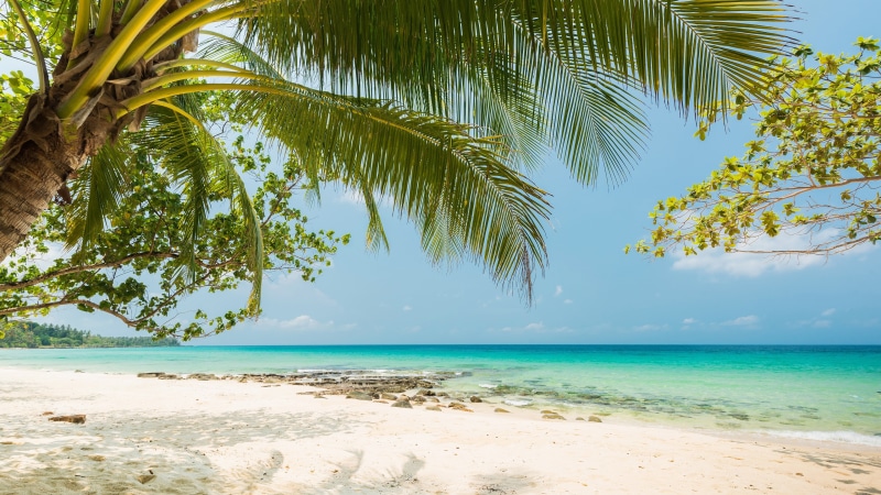 4K, summertime, palm tree, tropical beach, vacation, tropical, sea, beach, coast, sandy beach, tropics, ocean, shore