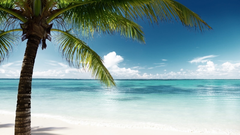 tropical, tree, ocean, 4K, lagoon, sky, blue water, tropical landscape, palm, sandy beach, turquoise, sea, turquoise water, shore, white sand, beach, blue sea