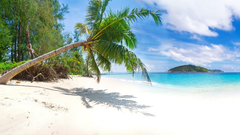 beach, palm, island, tropics, shore, ocean, sea, palm tree, arecales, summer, thailand, coast, water, sky, 4K, vacation, tree, sandy beach