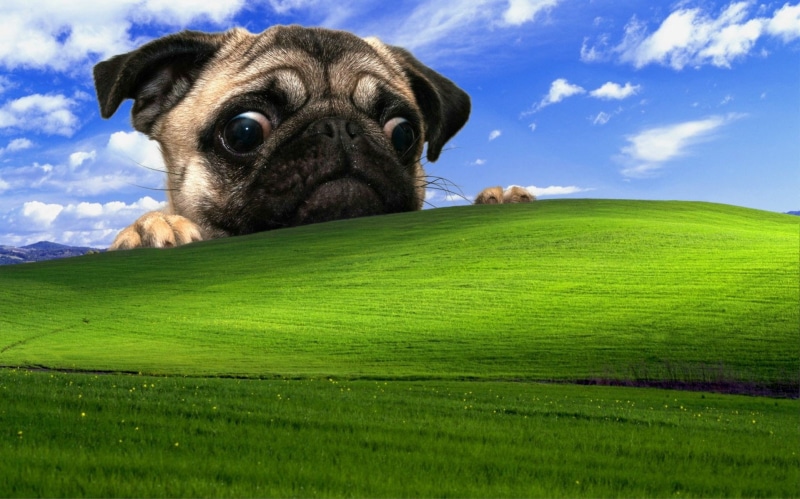 pug, 720P, Windows XP, dog