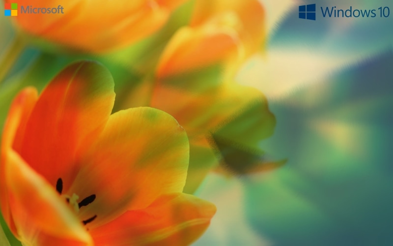 no people, outdoors, flowering plant, yellow, selective focus, 2K, Windows XP, flower, flower head, vulnerability, fragility, beauty in nature, MS-DOS