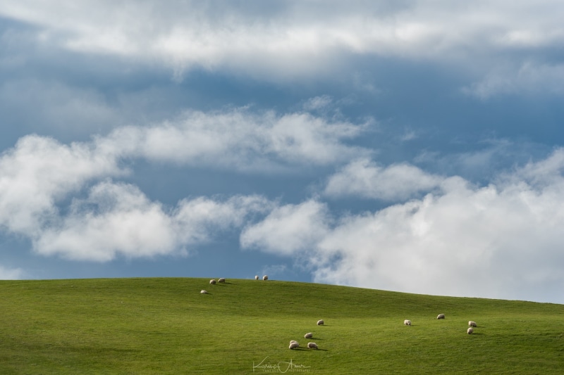 landscape, Windows XP, 1080P, sheep, blue