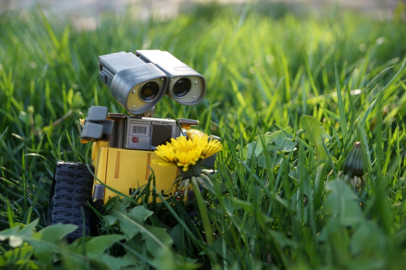 close-up, toy, nature, photograph, 5K, digital camera, growth, day, summer, equipment, beauty in nature, black Color, retro Styled, yellow, outdoors, plant