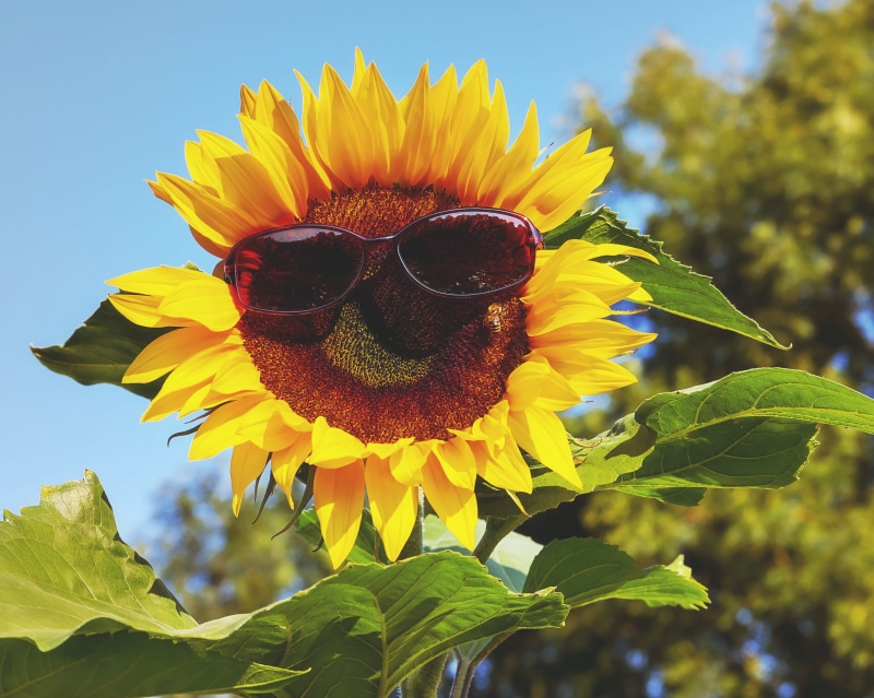 daytime, petal, sunglasses, flowering plant, glasses, outdoors, day, sunflower, sky, flower, close-up, protection, yellow, no people, leaf, dark, eye protection
