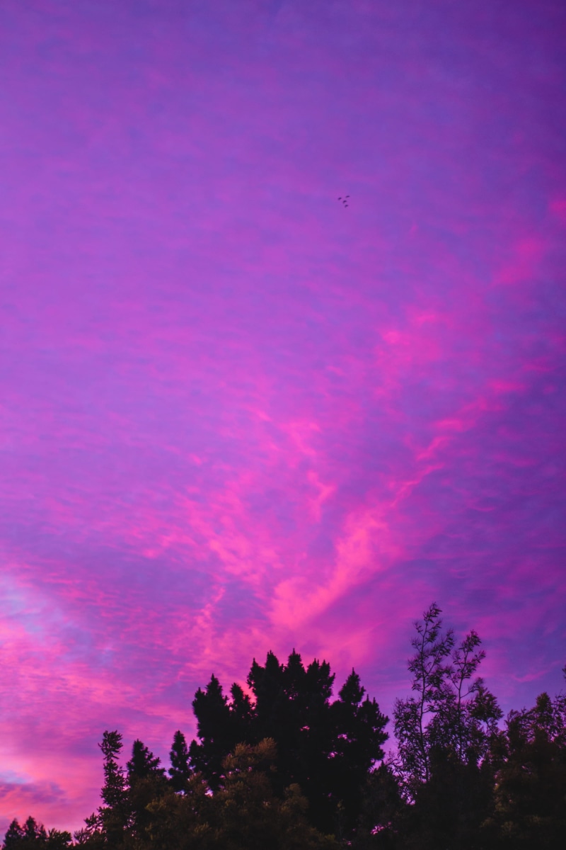 tree, romantic sky, idyllic, trees, nature, sky, silhouette, pink, pink afternoon, scenics - nature, dusk, birds, pink sky, purple, pink sunset, no people