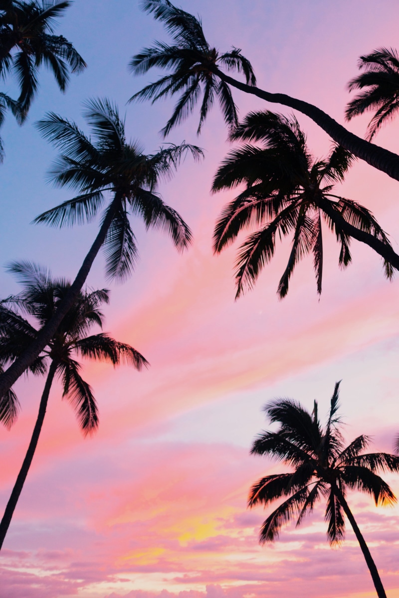 palm tree, growth, orange color, tranquility, palm leaf, scenics - nature, tranquil scene, hawaii, tropical tree, tropical climate, cloud - sky, sunset