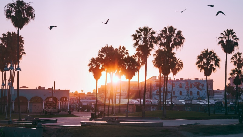 palm tree, los angeles, city, united states, usa, california, tree, arecales, 4K, sky