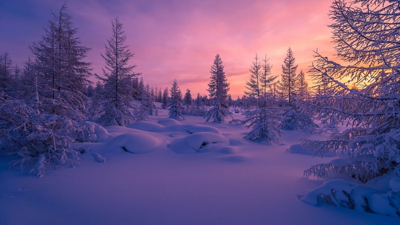 frost, dusk, 1080P, fir, wilderness, purple sky, blue, pink sky, snow, snowy, tree, sunset, fir forest, freezing, sky, winter, nature