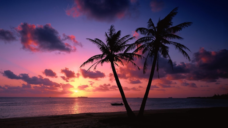 palms, purple sky, 4K, seashore, palm trees, evening, sunset, beach, sky