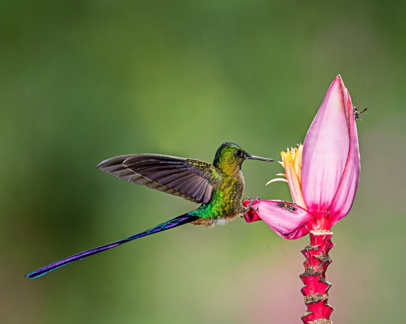 nature, feather, iridescent, Lens, perched, hovering, Banana Flower, green and purple, Lodge, 2K, purple, animal Wing, flying, pink, green, Bird, animal