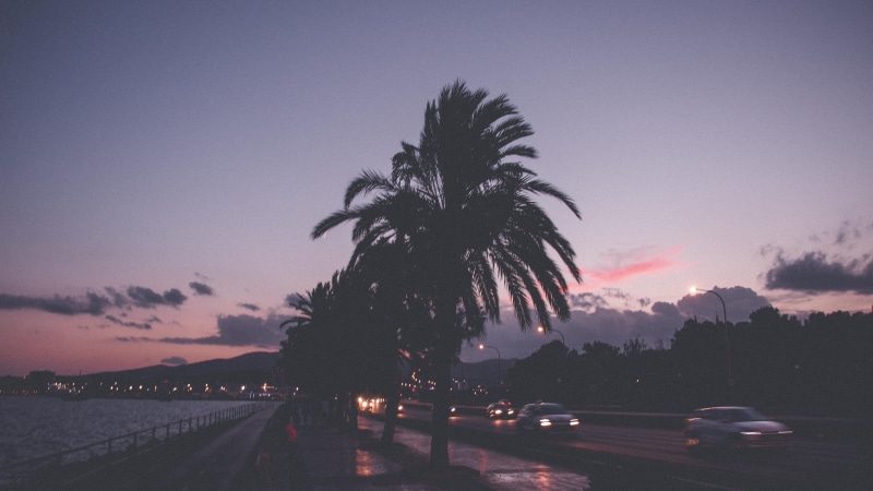 palma, silhouette, tropical climate, cloud - sky, scenics - nature, palmtrees, transportation, water, coconut palm tree, beauty in nature, road, city, tropical tree