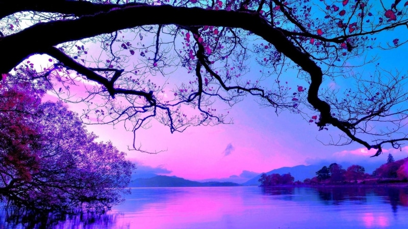 lake, branch, beautyful, 1080P, evening, purple sky, reflection, pink, tree, sky, morning, water