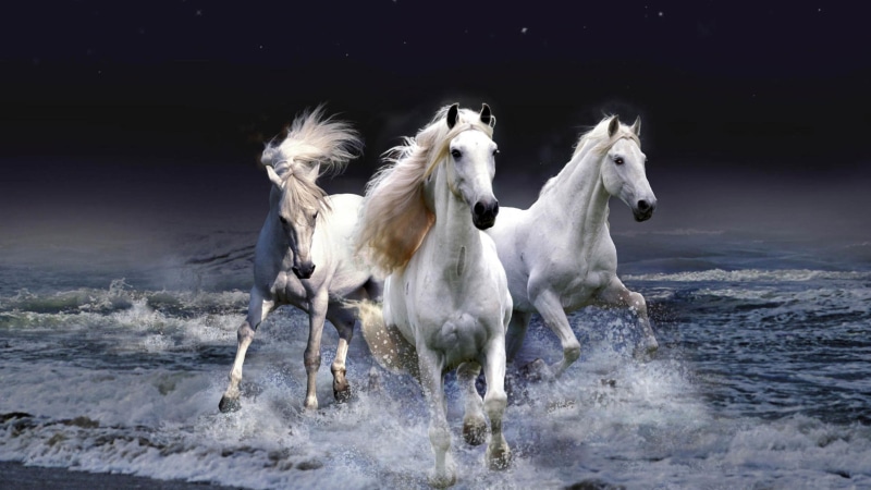 white horses, night, horse, horses, 4K