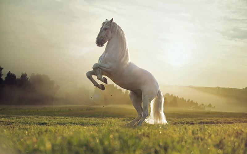 horse, white, beautiful, 2K, white horse