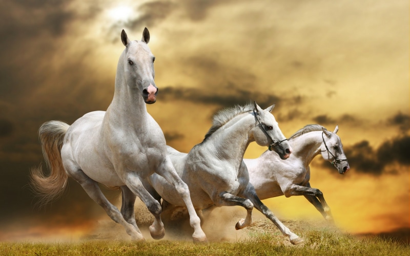 white horse, wild horse, 2K, horses, white, horse pics, wilde