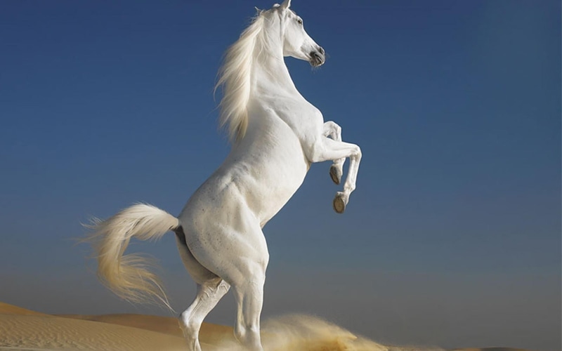 animal themes, digital composite, animals, clear sky, white color, statue, domestic, sky, day, domestic animals, horse, blue, sculpture, animal, nature