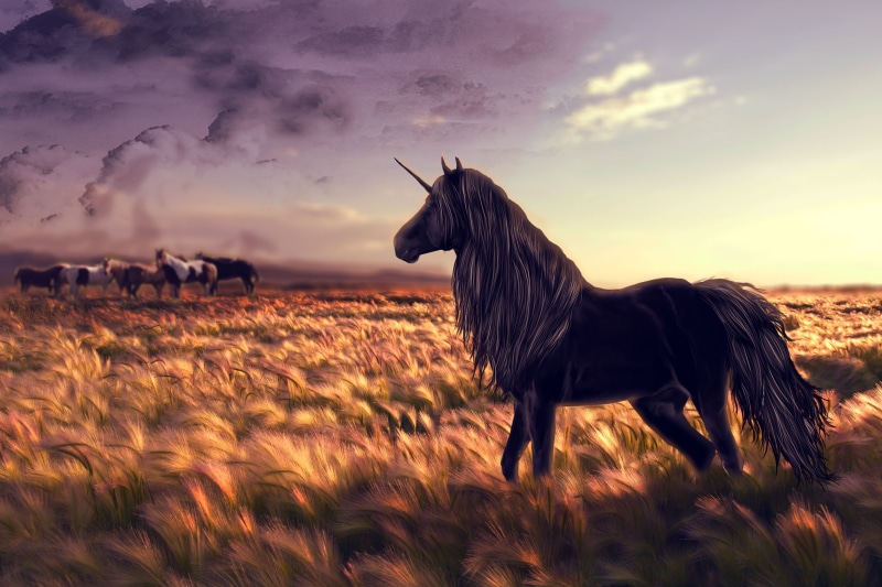 profile view, wheat, animal, domestic Animals, standing, cloud - sky, mane, nature, animal wildlife, land, non-Urban Scene, field, sunlight, brown, beautiful