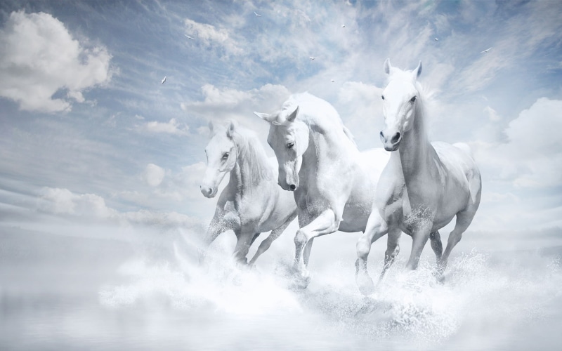 horses, white, 1080P