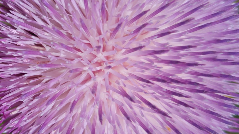 web, live, work, morbeyaz, motif, extreme close-up, great, art, architect, trend, flowering plant, mobile, macro, attractive, natural, pink, nature, surface