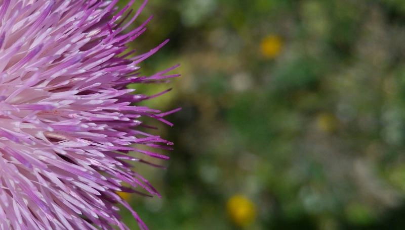 motif, design, barbed, ornamental garden, naturale, flower head, pink, pollination, wall paper, plant, focus, color, botany, vulnerability, focus on foreground