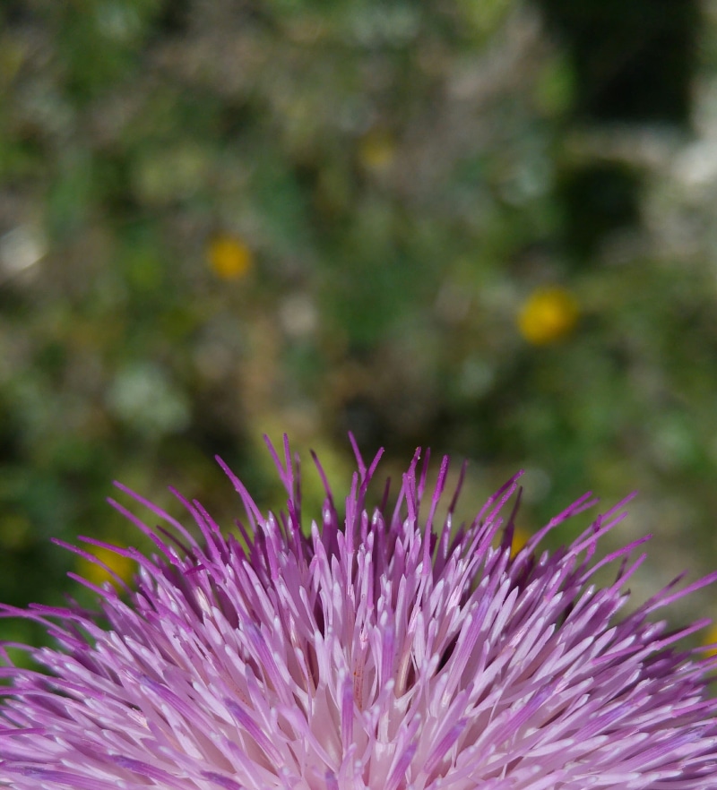 focus on foreground, motif, morcicek, inflorescence, growth, live, botany, plant, pink color, morbeyaz, co sarah, macro, flowering plant, pattern, purple